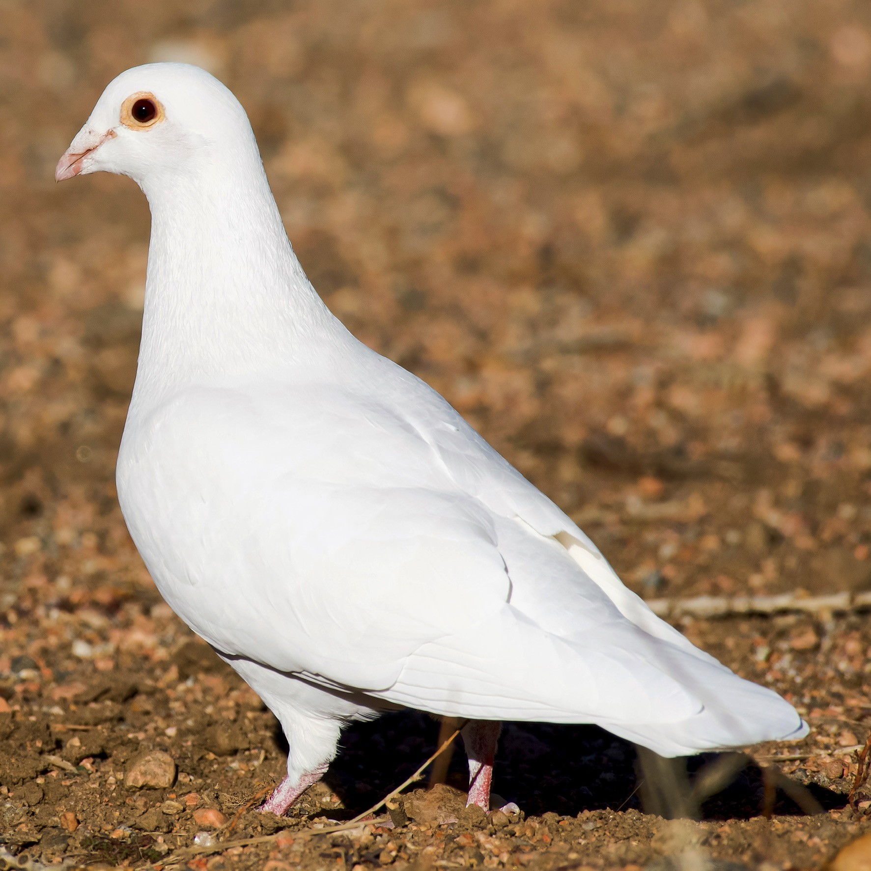 Brown And White Dove