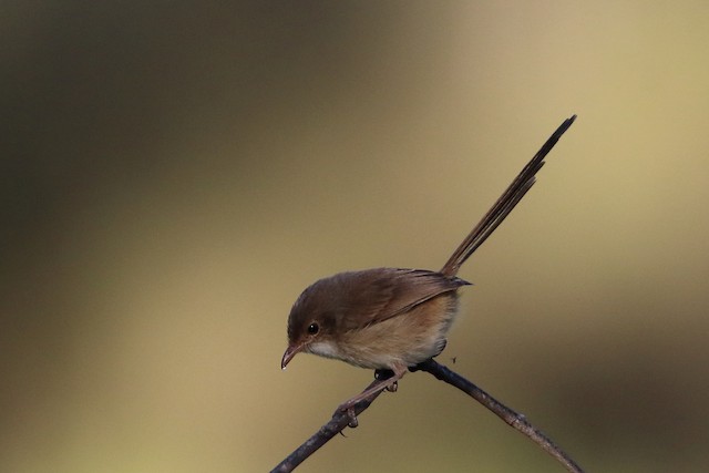Definitive Basic Female Red-backed Fairywren (subspecies&nbsp;<em class="SciName notranslate">melanocephalus</em>).&nbsp; - Red-backed Fairywren - 