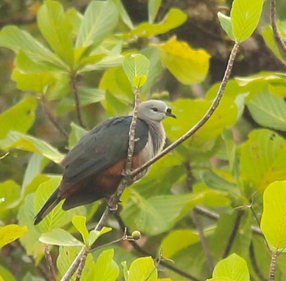 Micronesian Imperial-Pigeon - ML28015551