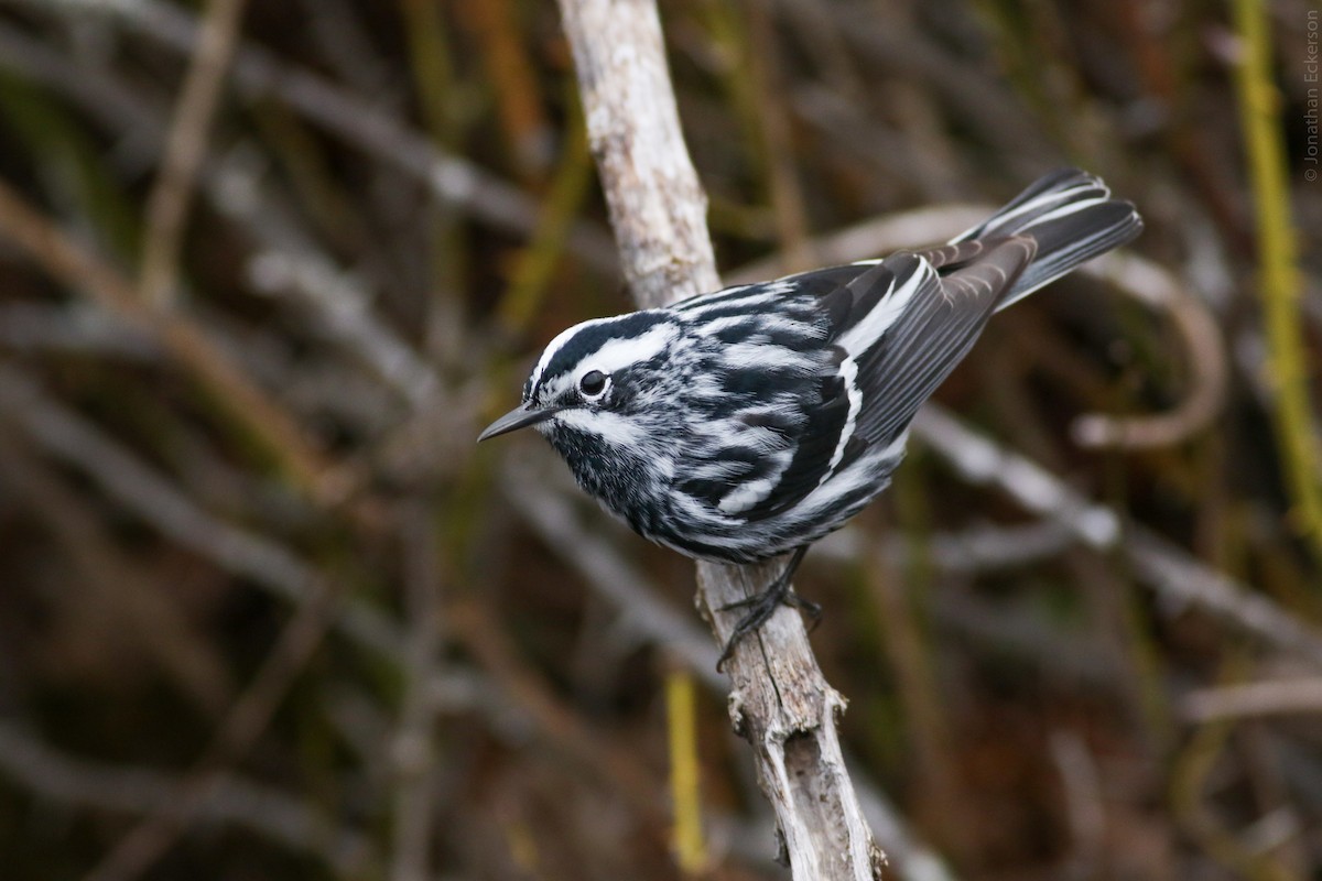 Black-and-white Warbler - Jonathan Eckerson