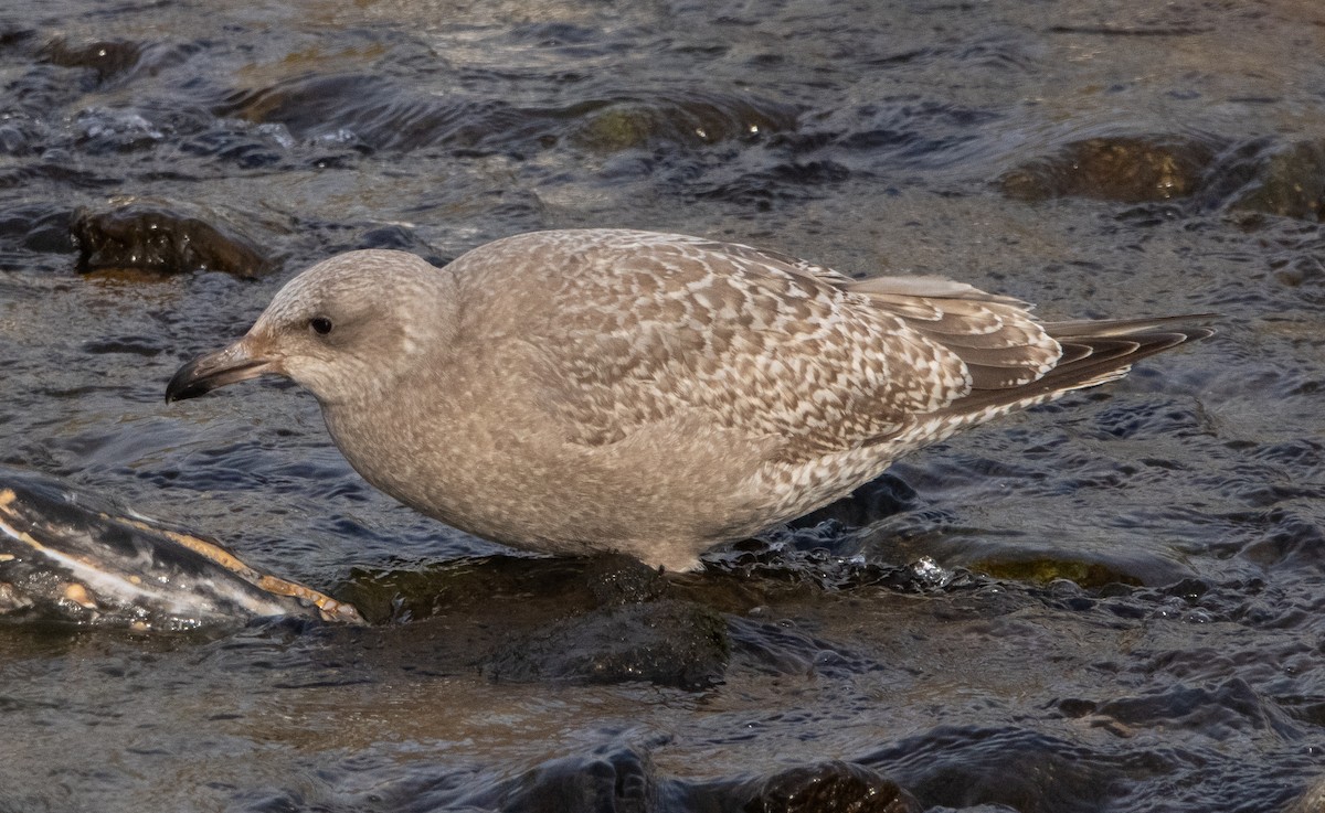 Herring x Glaucous-winged Gull (hybrid) - ML280156711