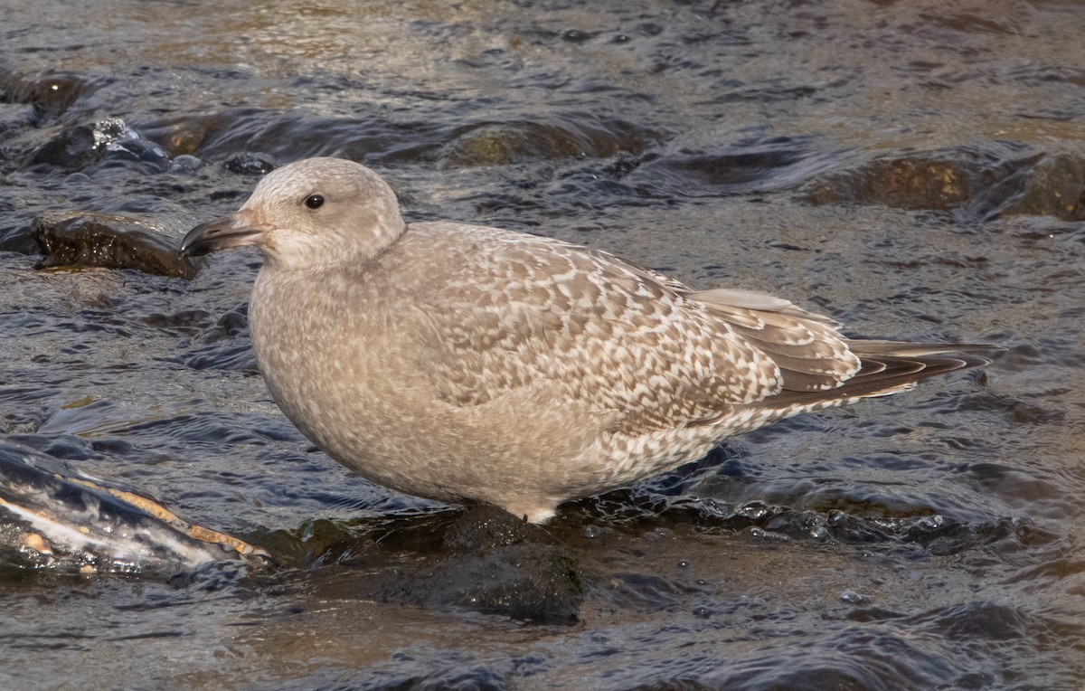 Herring x Glaucous-winged Gull (hybrid) - ML280156781
