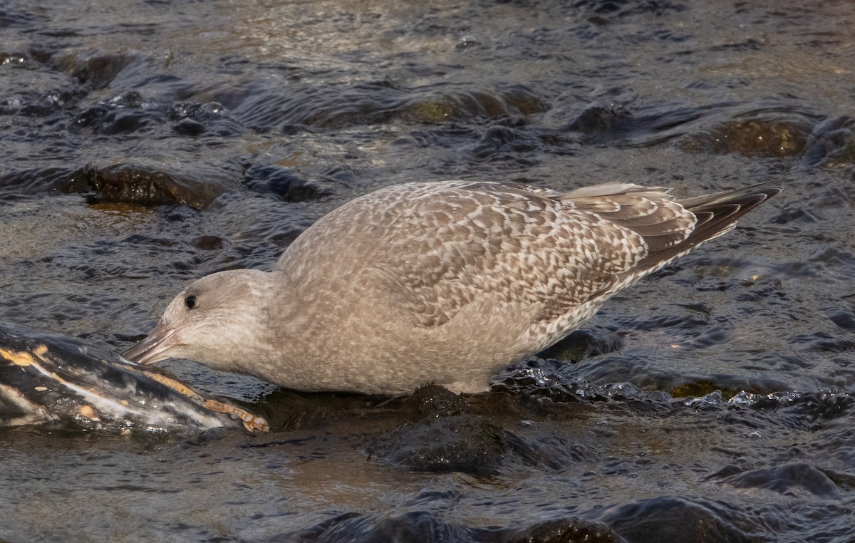 Herring x Glaucous-winged Gull (hybrid) - ML280156791