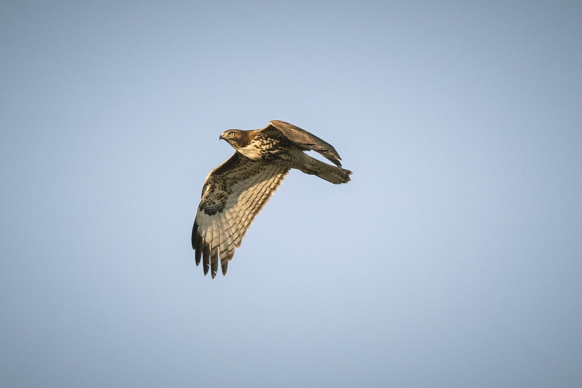 Red-tailed Hawk - ML280156991