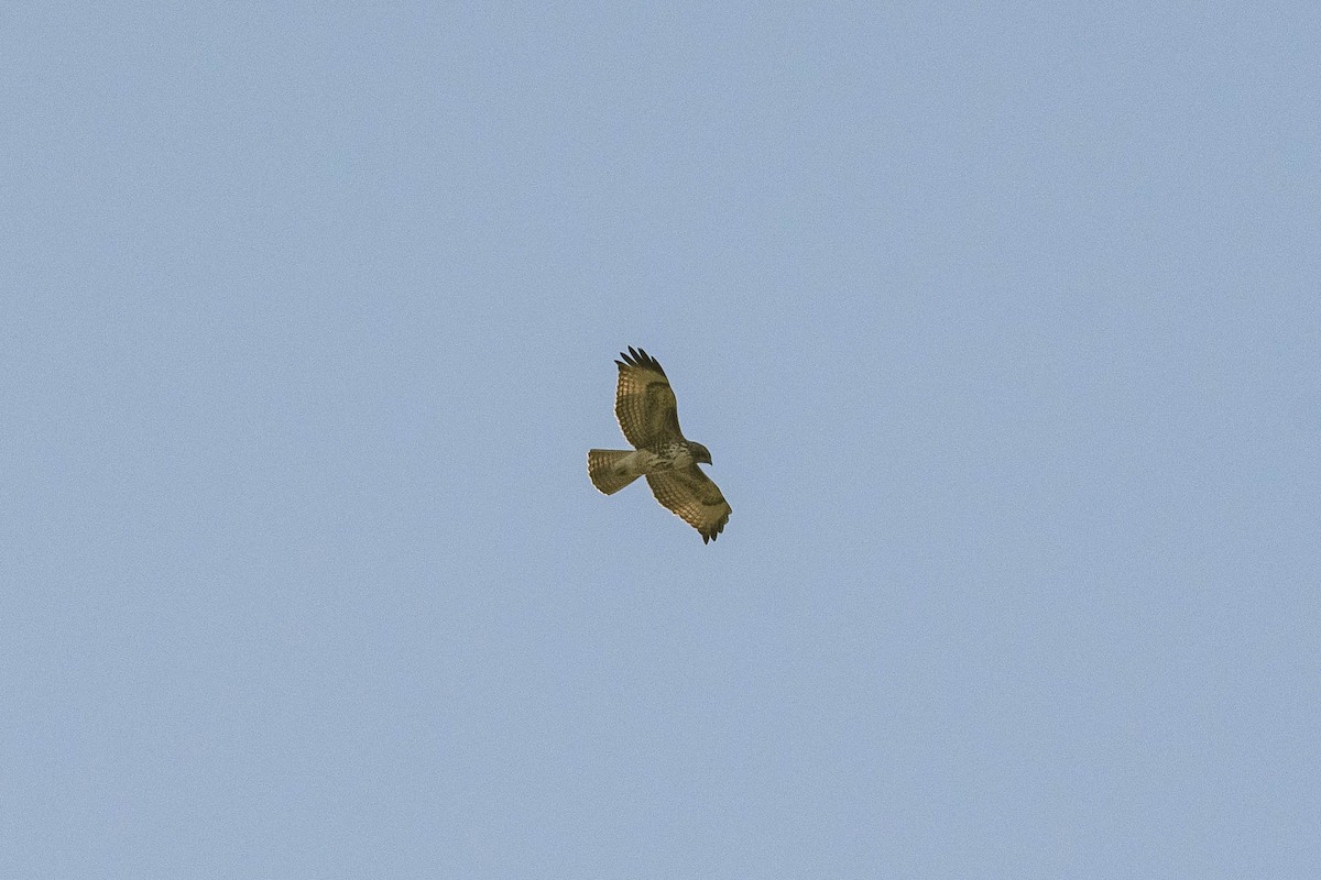 Red-tailed Hawk - ML280157001