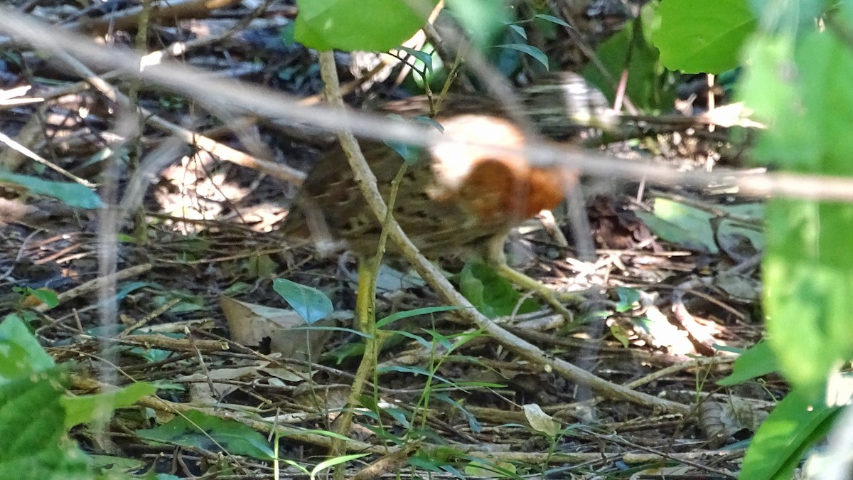 Spotted Buttonquail - ML280157291
