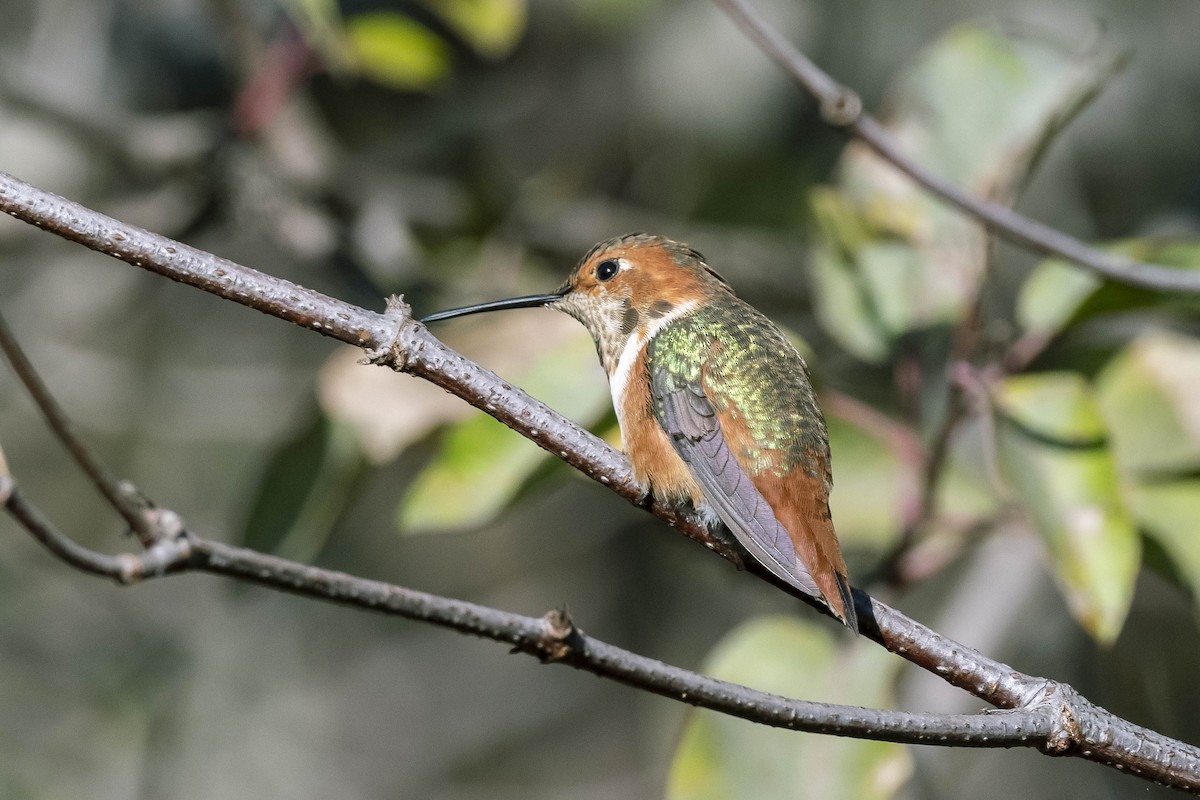 Allen's Hummingbird - James McNamara