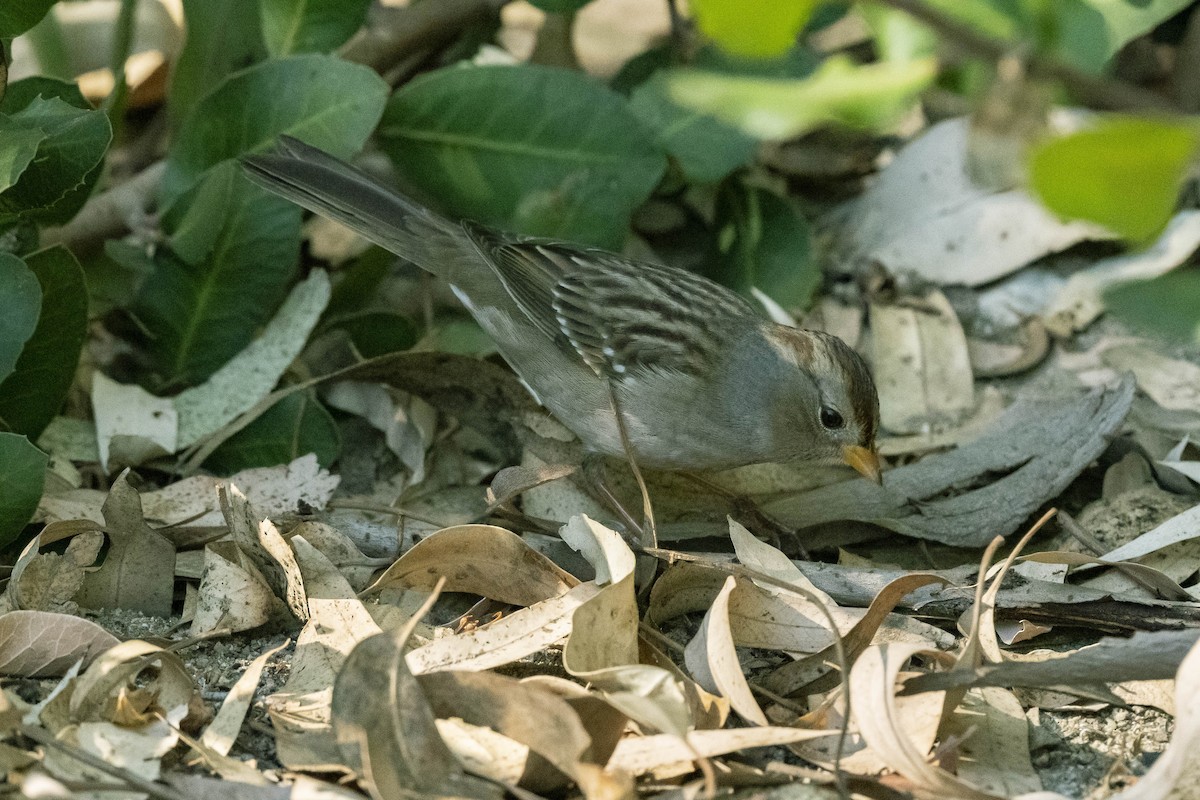 White-crowned Sparrow - ML280158391