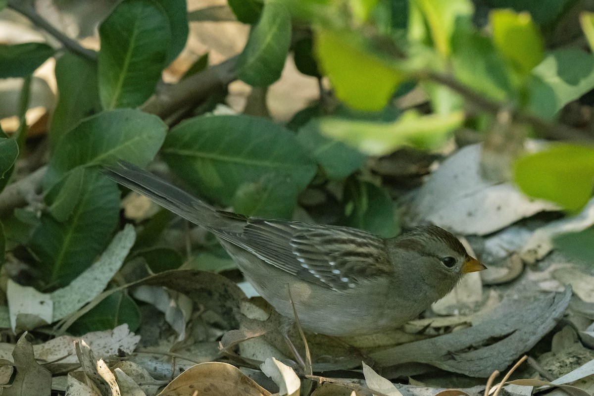 White-crowned Sparrow - ML280158401
