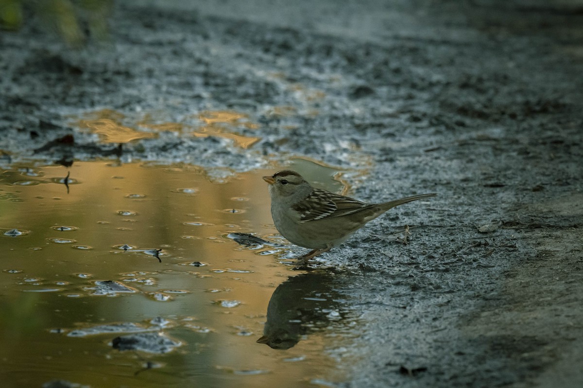 White-crowned Sparrow - James McNamara