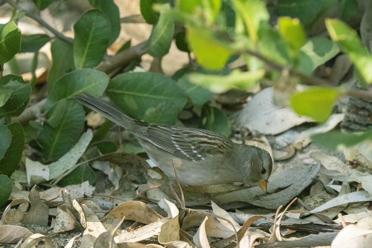White-crowned Sparrow - ML280158431