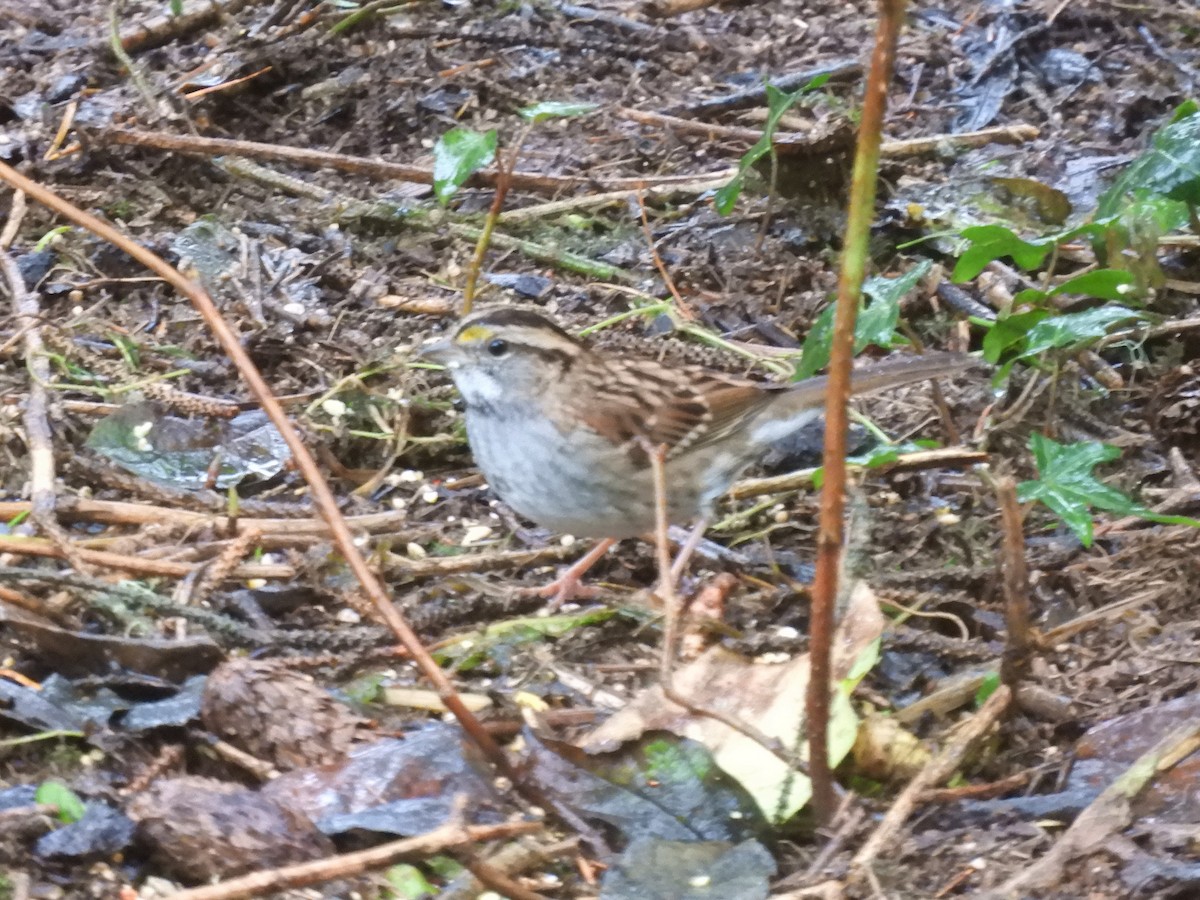 White-throated Sparrow - ML280164131