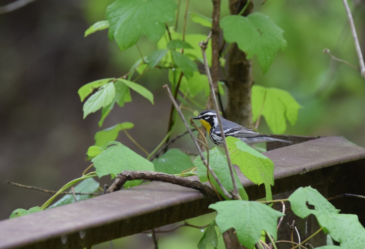 Yellow-throated Warbler - Andy Reago &  Chrissy McClarren