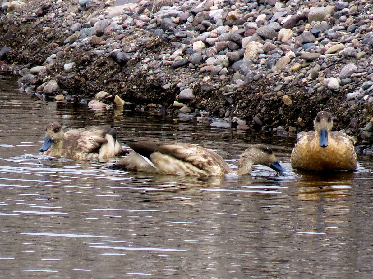 Crested Duck - ML28017291