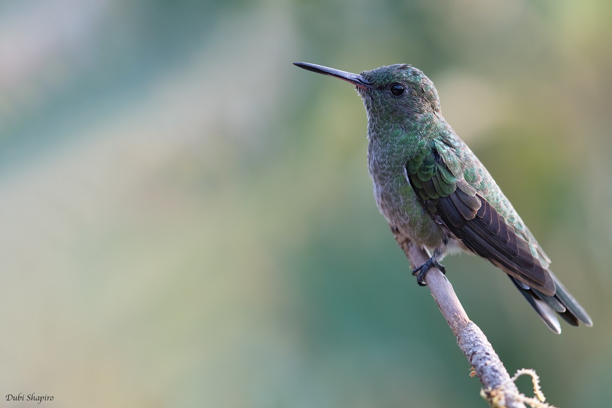 Scaly-breasted Hummingbird - Dubi Shapiro