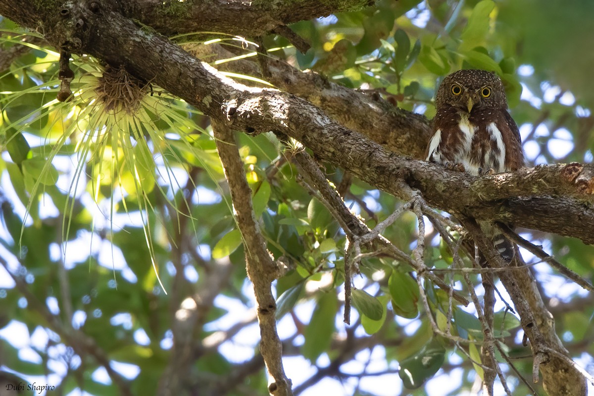Costa Rican Pygmy-Owl - Dubi Shapiro