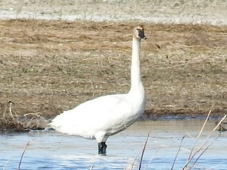 Tundra Swan, ML28018101