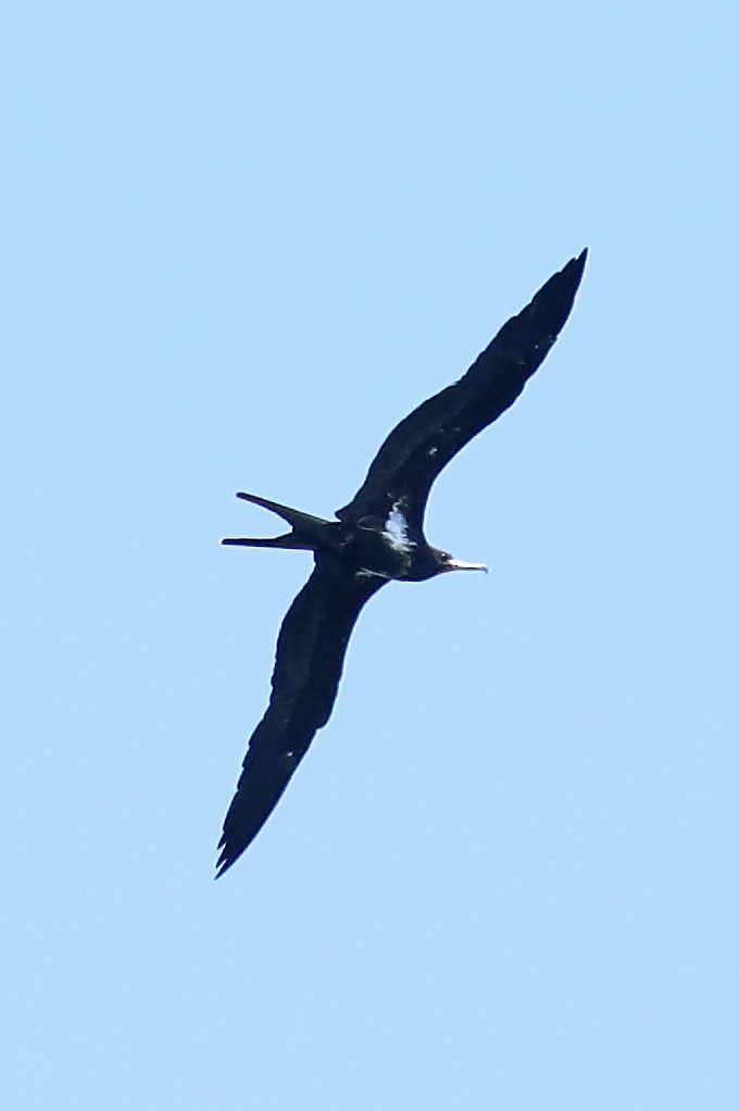 Lesser Frigatebird - ML280185941