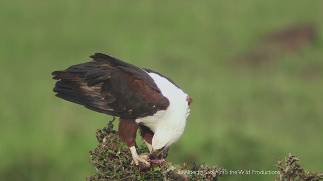 African Fish-Eagle - ML280186631