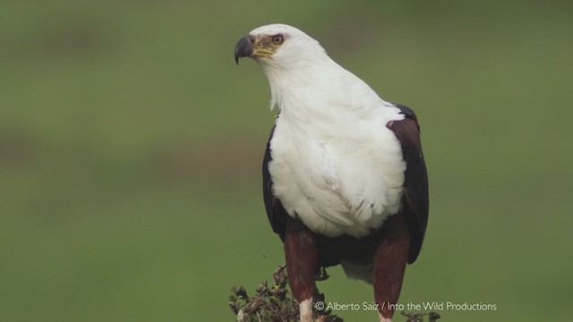 African Fish-Eagle - ML280186671
