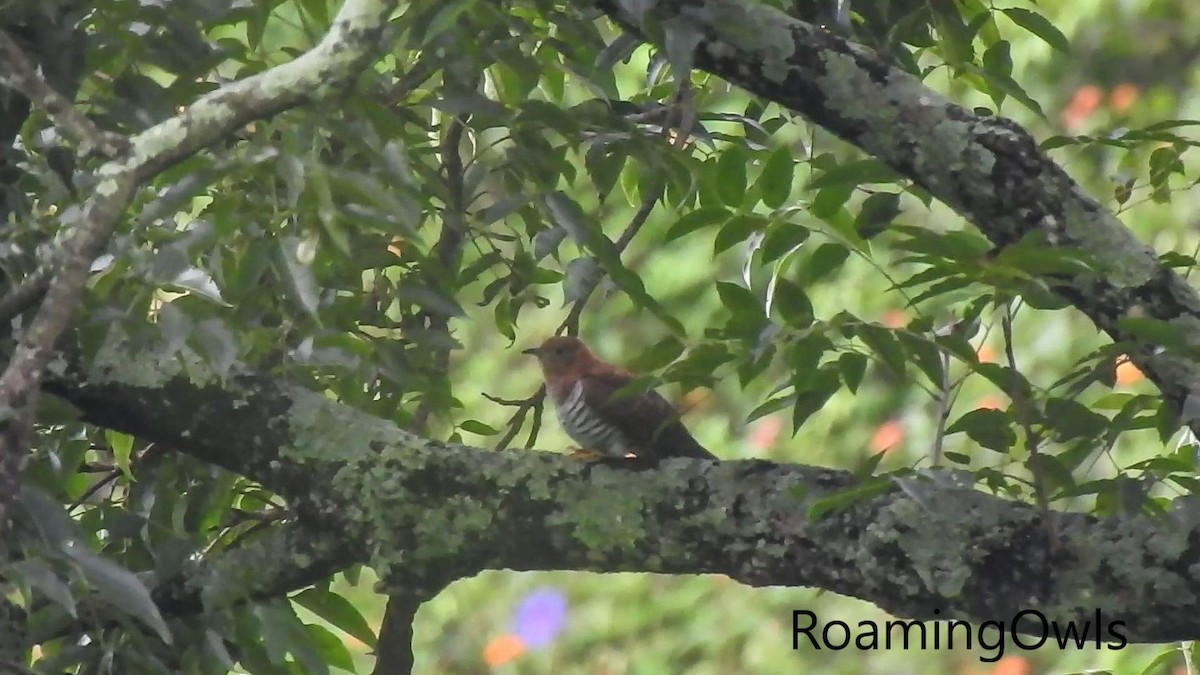 Lesser Cuckoo - Roaming Owls🦉🦉