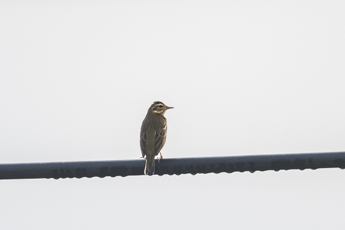 Olive-backed Pipit - ML280190621