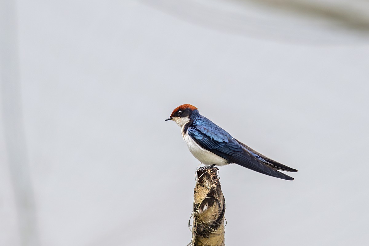 Wire-tailed Swallow - ML280190981