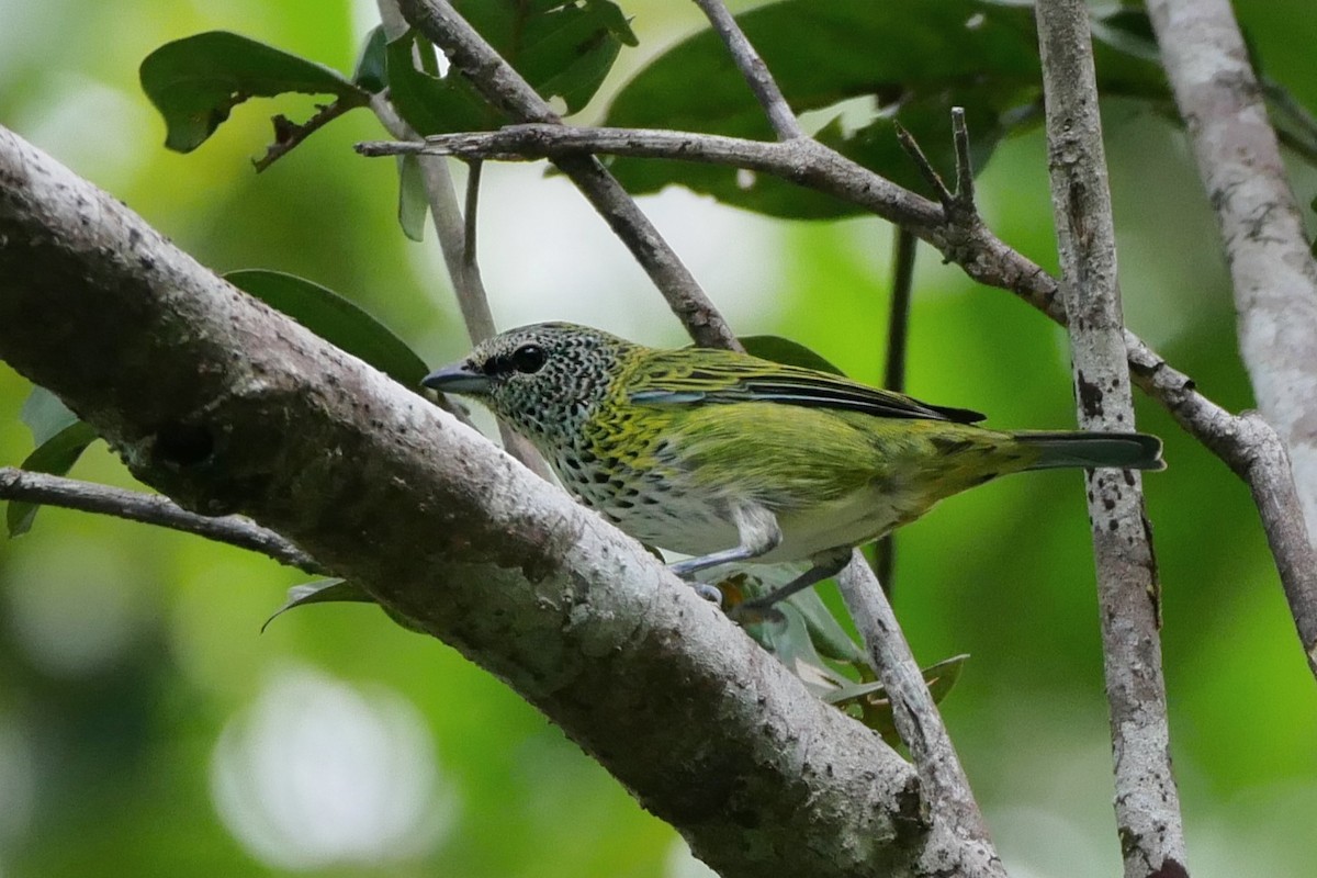 Spotted Tanager - ML280198021