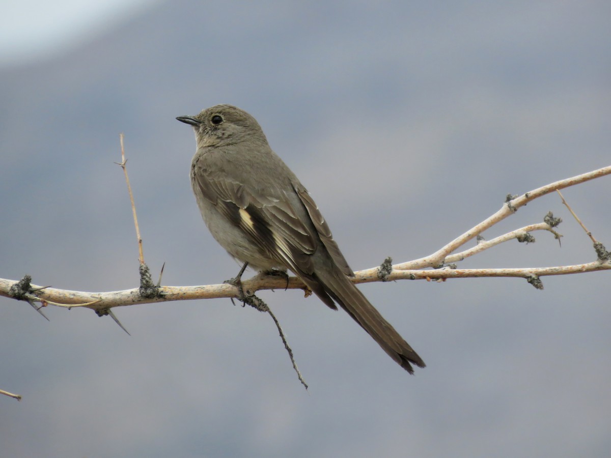 Townsend's Solitaire - Jane Thompson