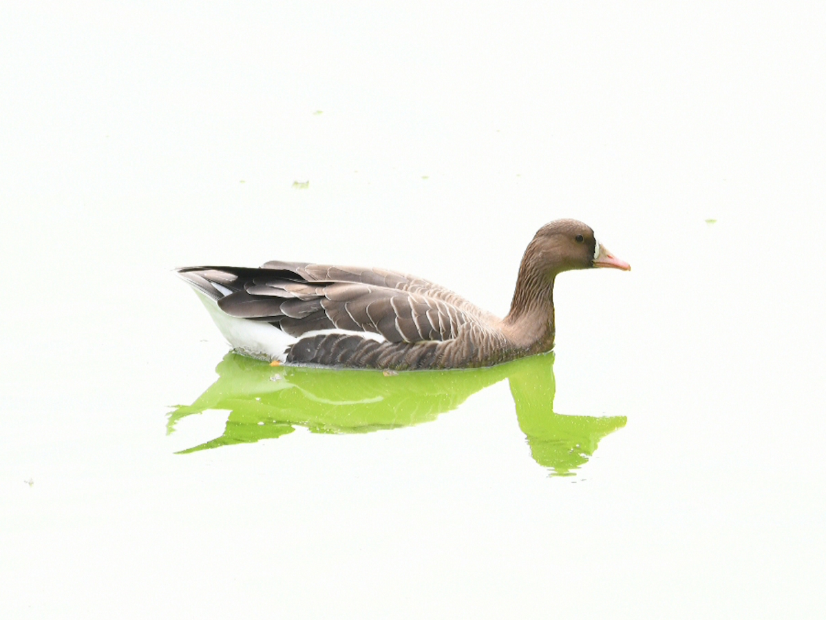 Greater White-fronted Goose - ML280201851