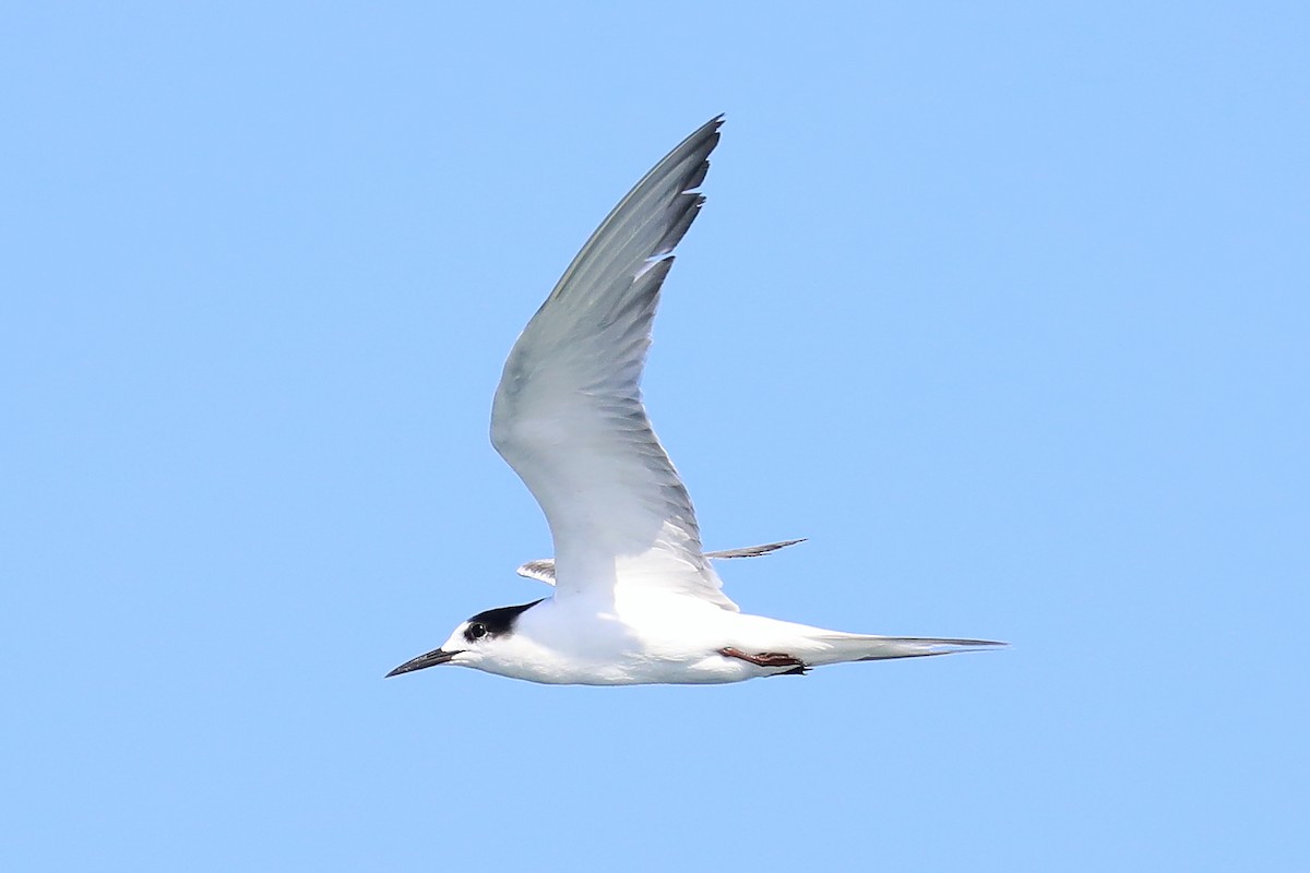 Common Tern - Peter Kyne