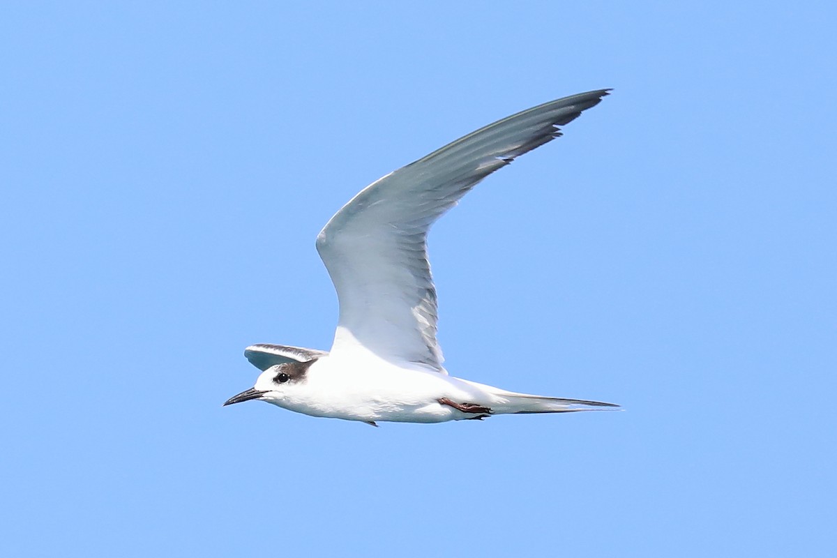 Common Tern - ML280201891