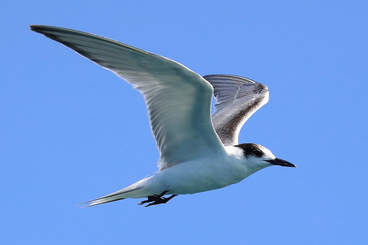 Common Tern - ML280201911