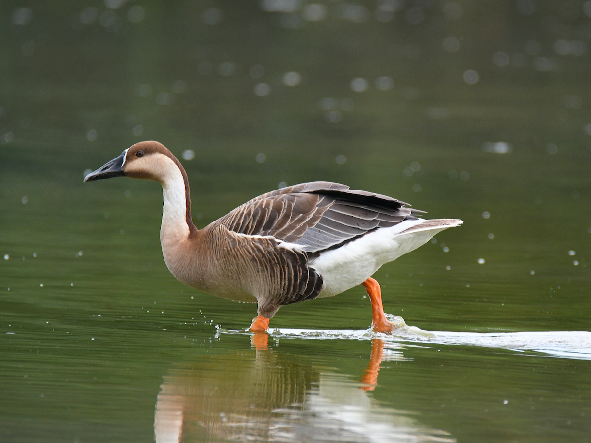 Swan Goose (Domestic type) - ML280201991