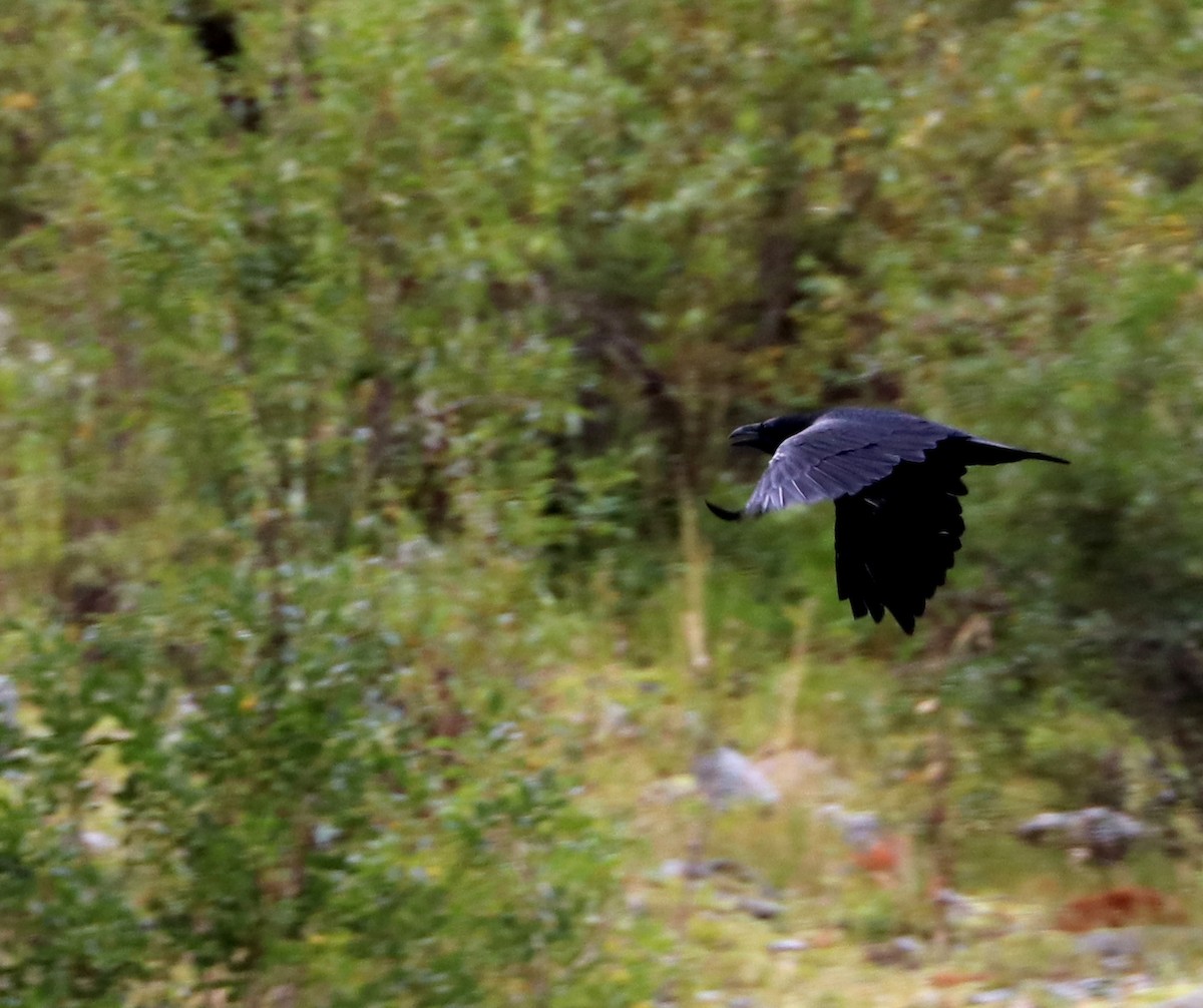 Common Raven - Dmitrii Travin