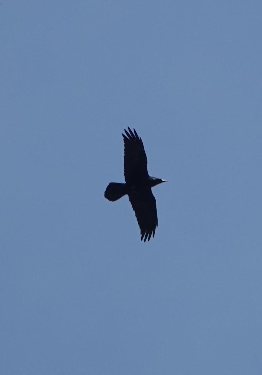 Common Raven - ML280208701