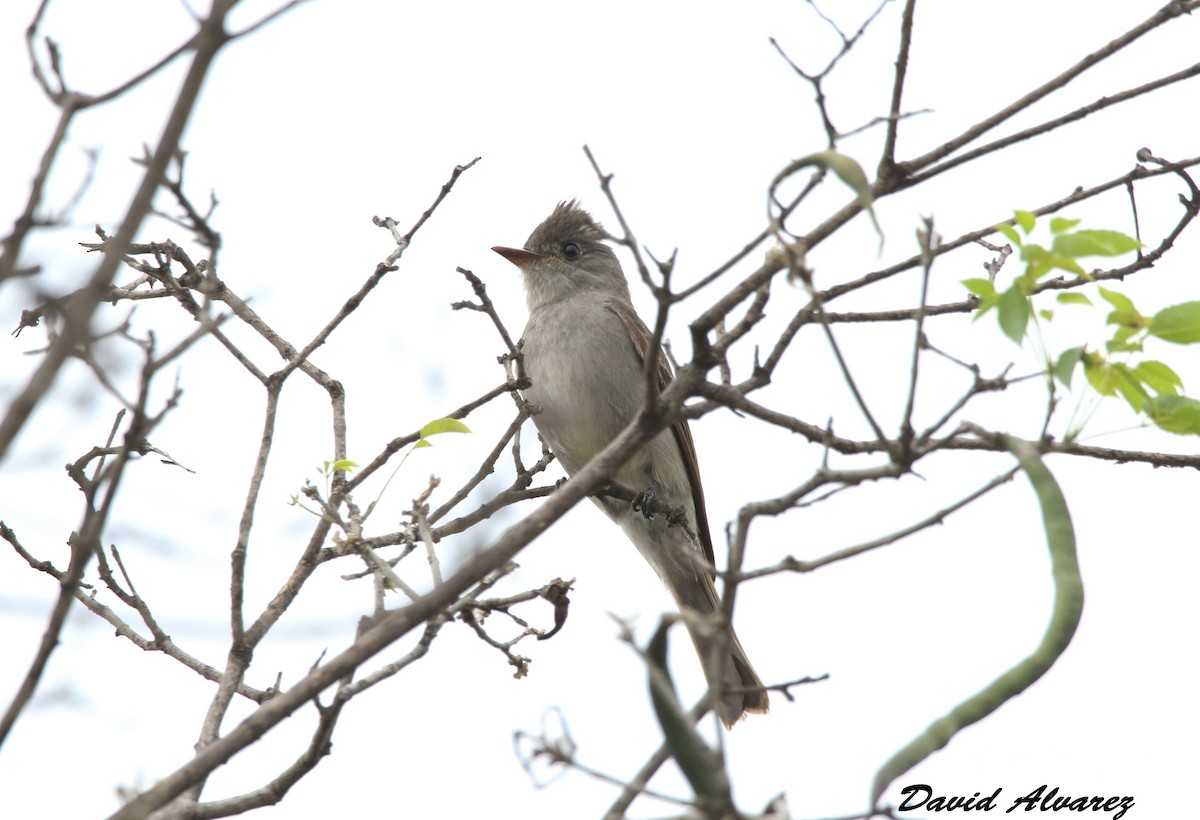 Southern Tropical Pewee - ML280209401