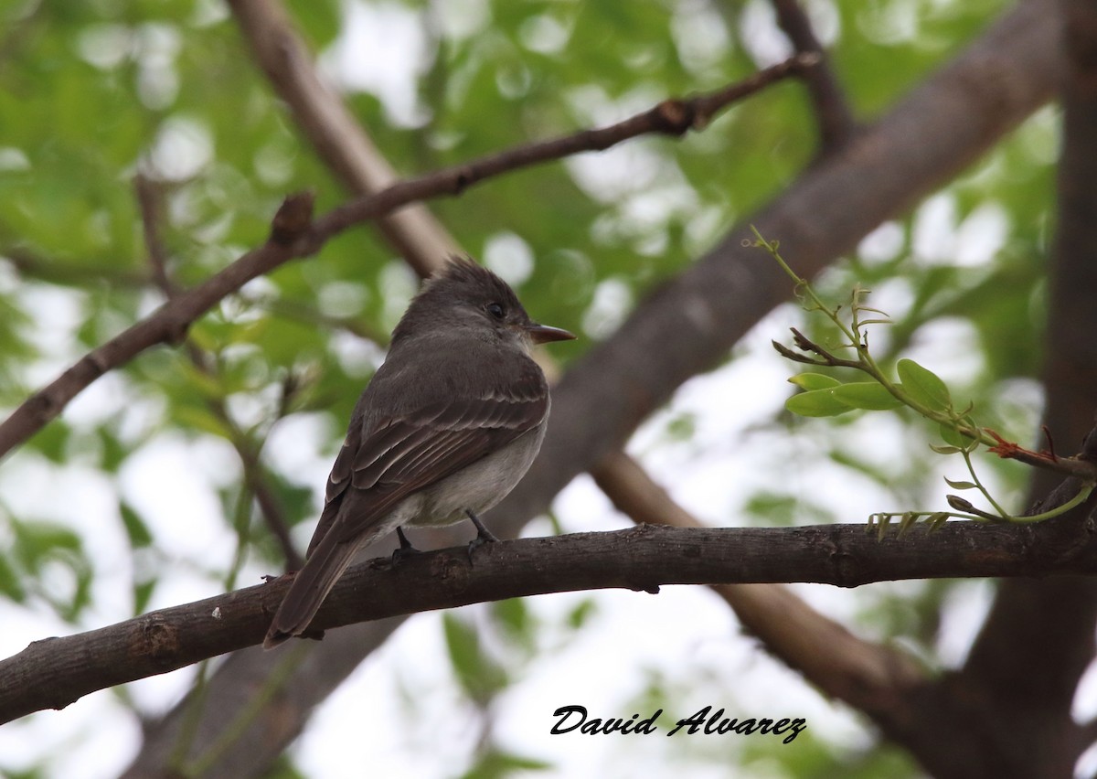 Southern Tropical Pewee - ML280209431