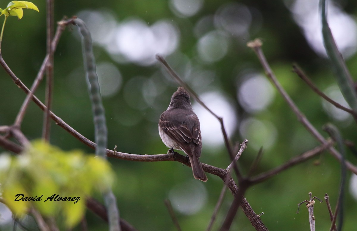 Southern Tropical Pewee - ML280209451