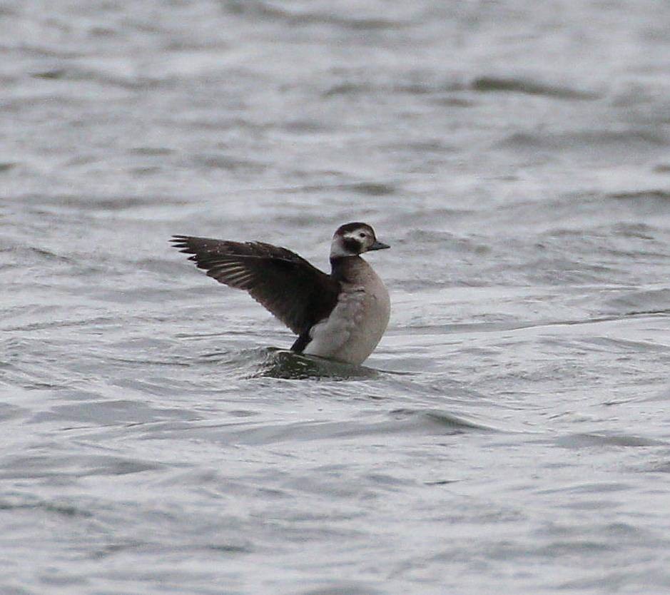 Long-tailed Duck - ML280210651