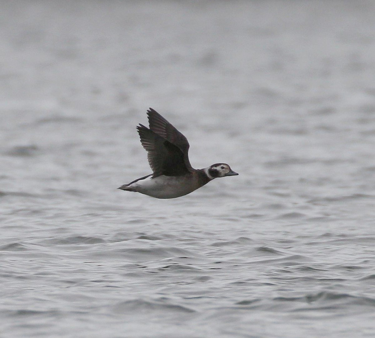 Long-tailed Duck - ML280210861