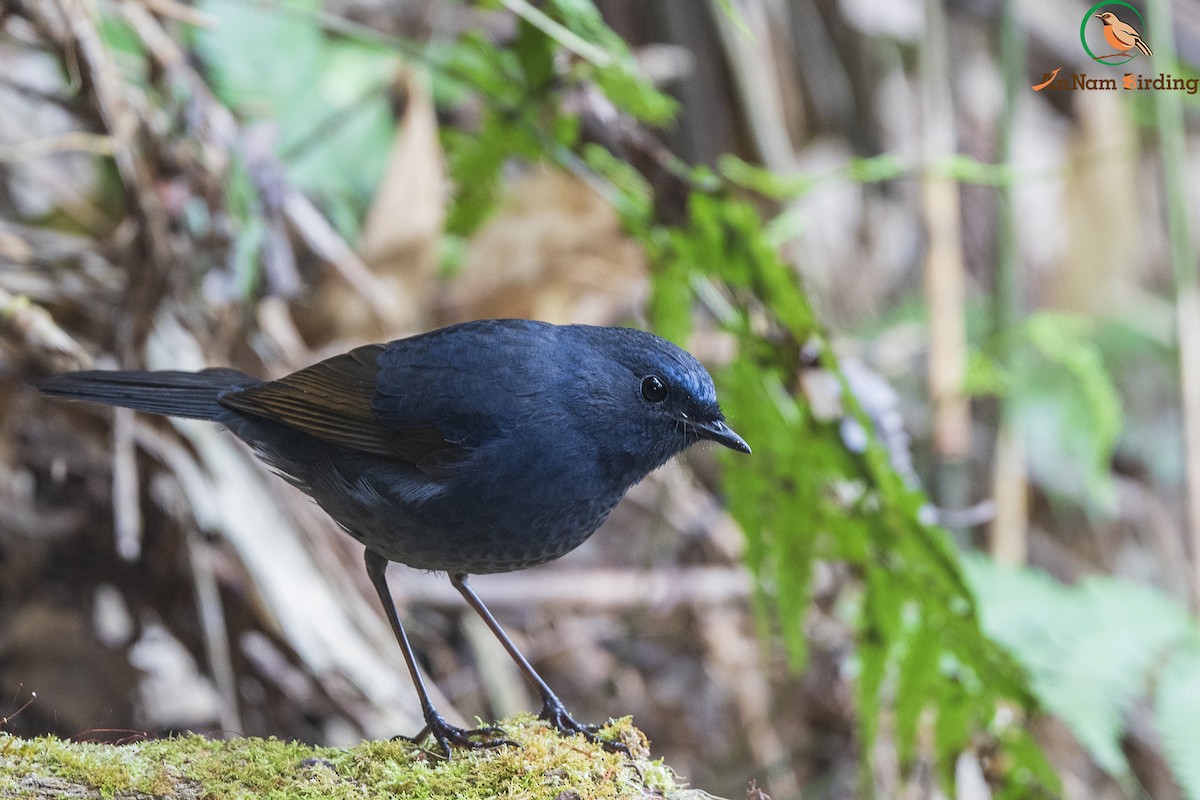 Blue-fronted Robin - Dinh Thinh