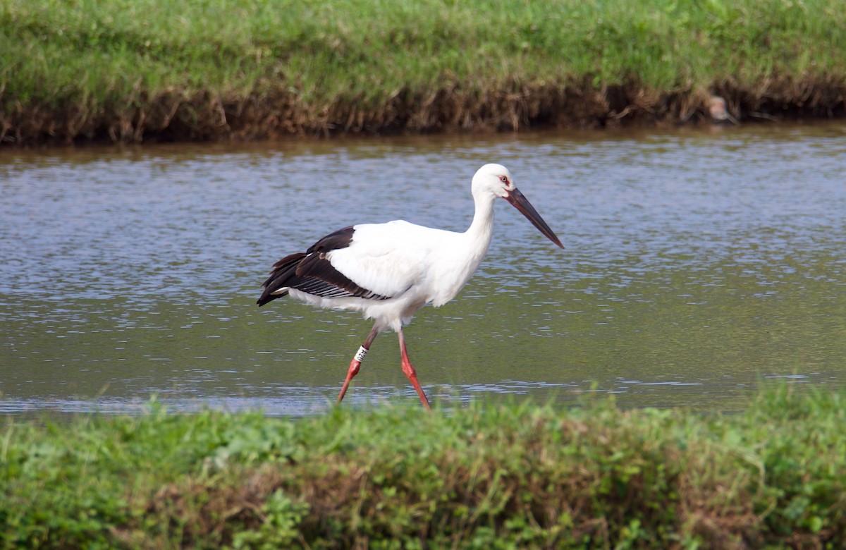 Oriental Stork - ML280217601