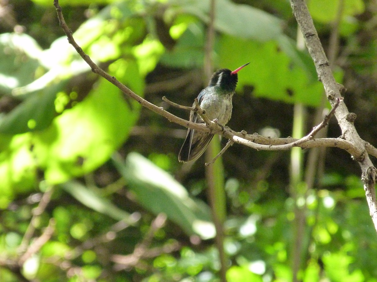 White-eared Hummingbird - ML280222241
