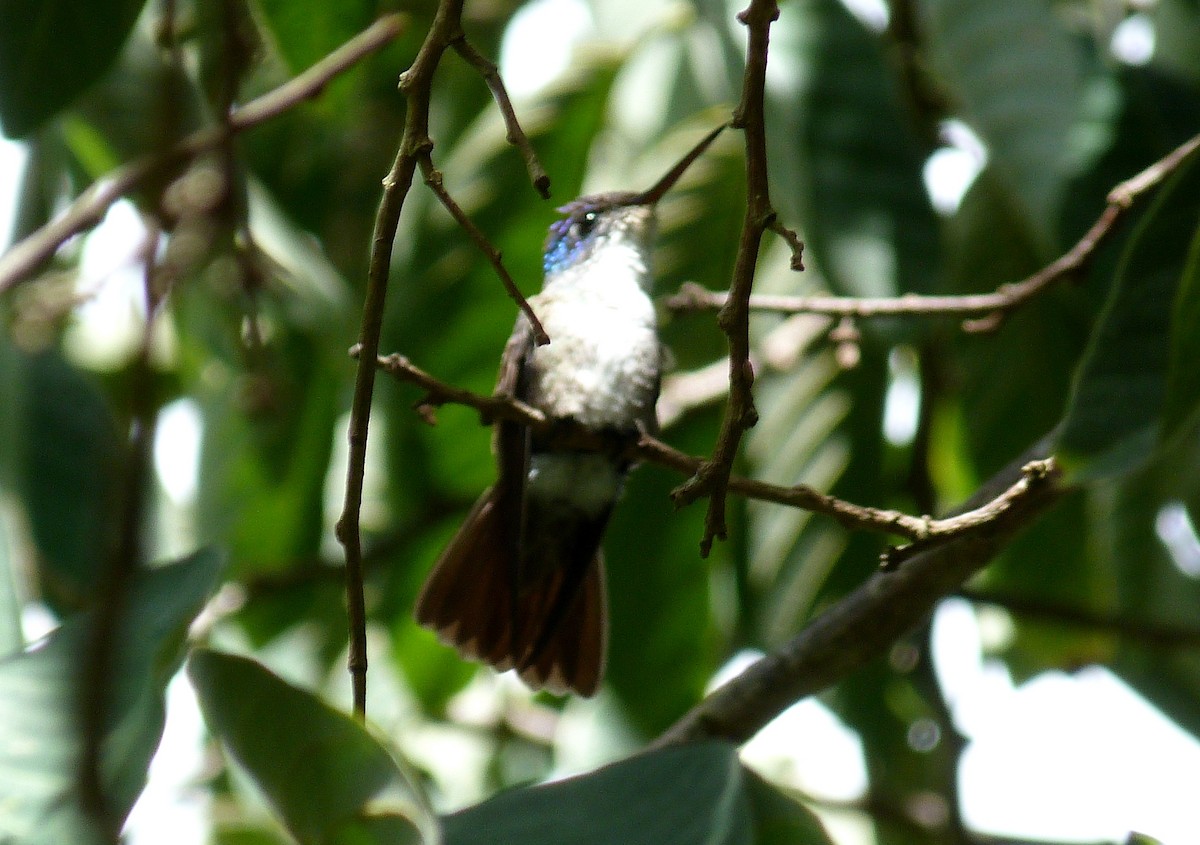 Azure-crowned Hummingbird - ML280222251