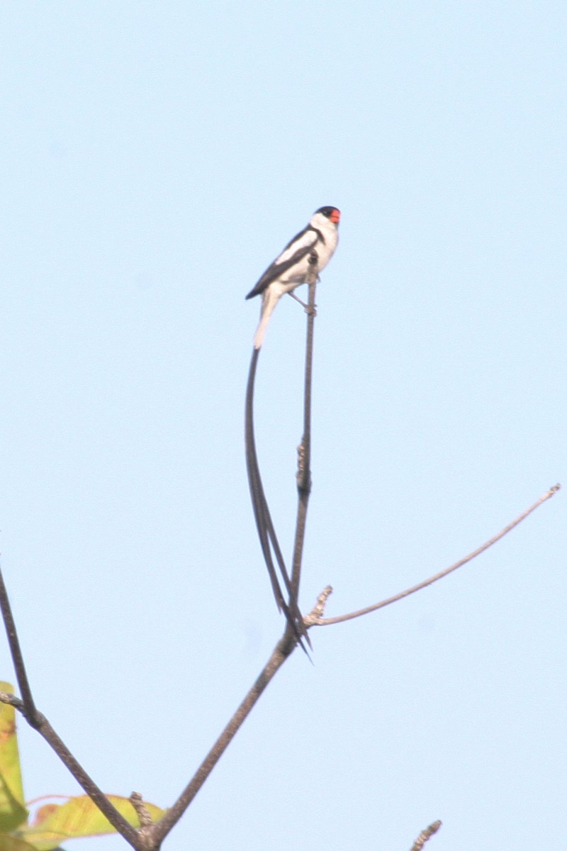 Pin-tailed Whydah - ML280226731