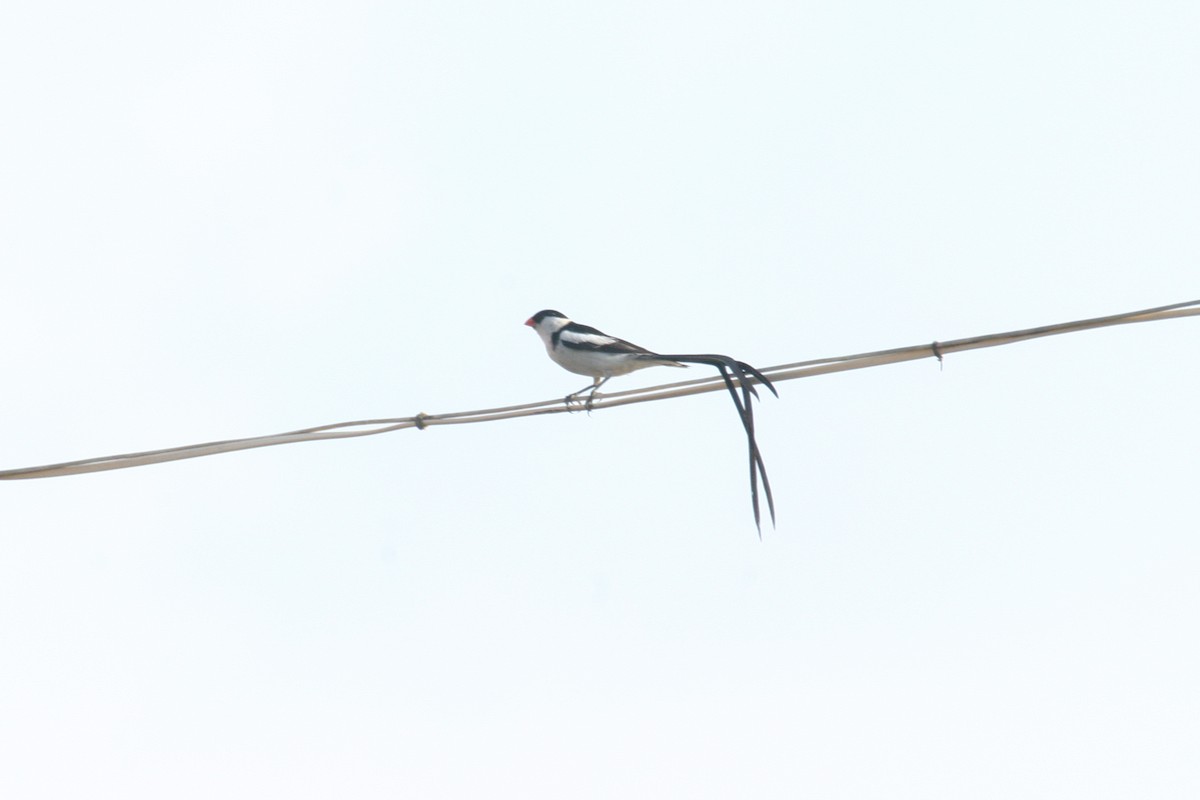 Pin-tailed Whydah - ML280226741