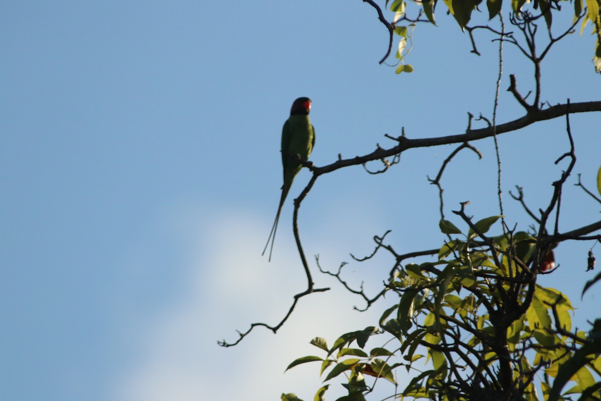 Long-tailed Parakeet - Shuna Maekawa