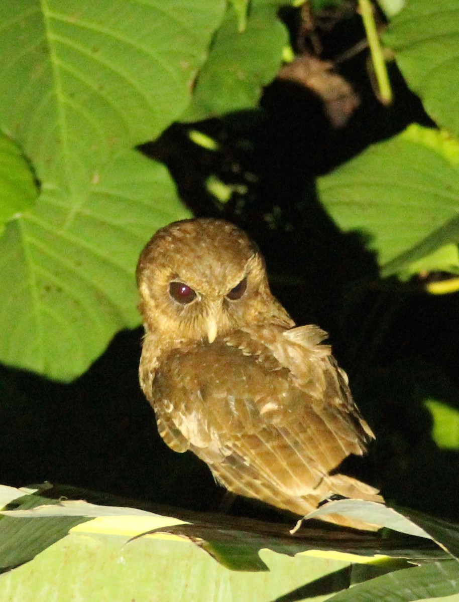 Palau Scops-Owl - Stuart White