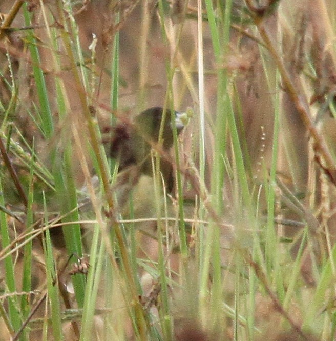 Yellow-bellied Seedeater - ML280236601
